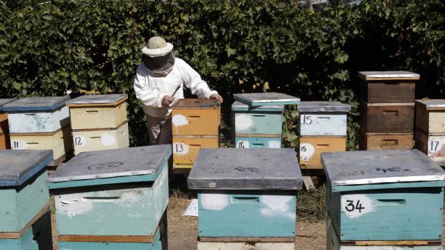 Fransa'daki arıcılar iklim değişikliği ve Asya dev eşek arısından muzdarip