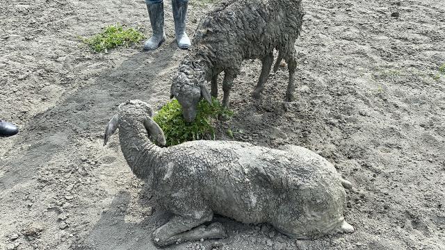 Balçıklaşan alanda mahsur kalan koyunlar ekiplerce kurtarıldı