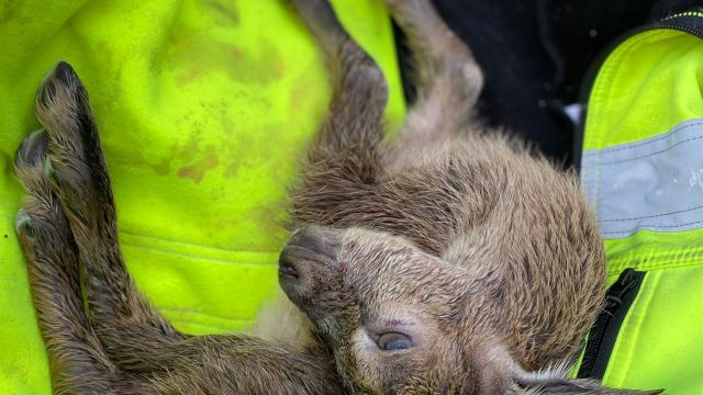 Artvin'de yaralı bulunan dağ keçisi yavrusu tedavi altına alındı