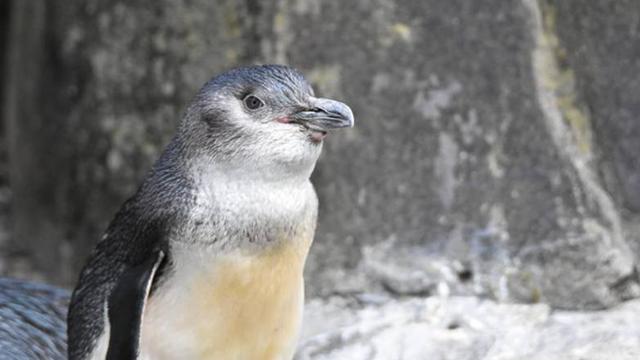 Yeni Zelanda kıyılarında yüzlerce küçük penguen ölü bulundu