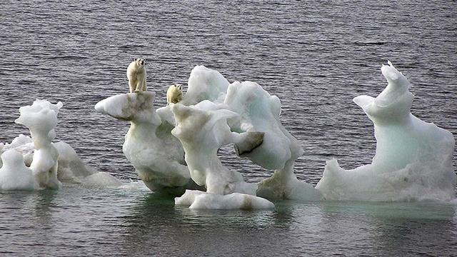 Kutup ayıları iklim değişikliğine uyum sağlıyor
