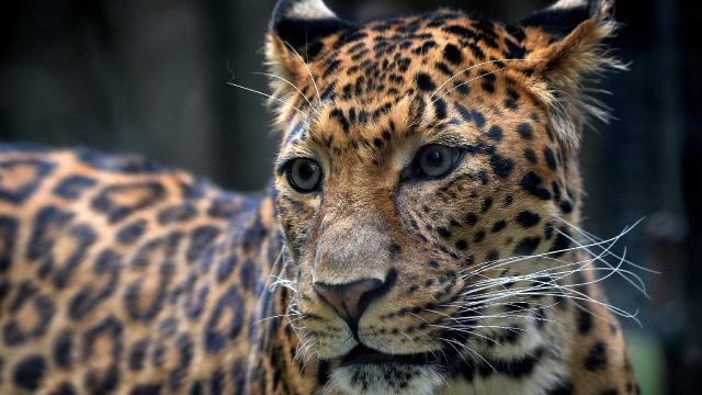 Keşmir'de leopar saldırısı: 3 çocuk öldü