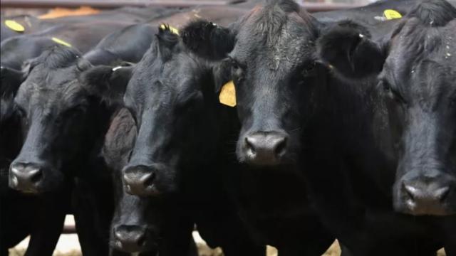 ABD'nin Kansas eyaletinde, aşırı sıcaklardan en az 2 bin sığır telef oldu