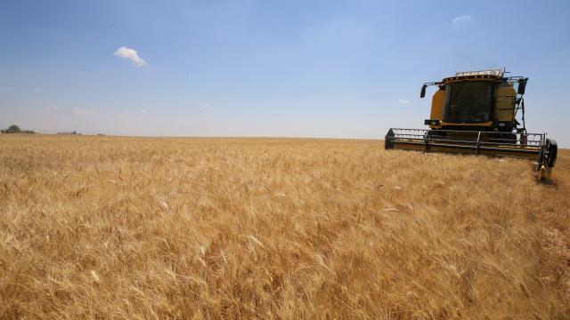 Mardin Ovası'na biçerdöverler buğday hasadı için girdi