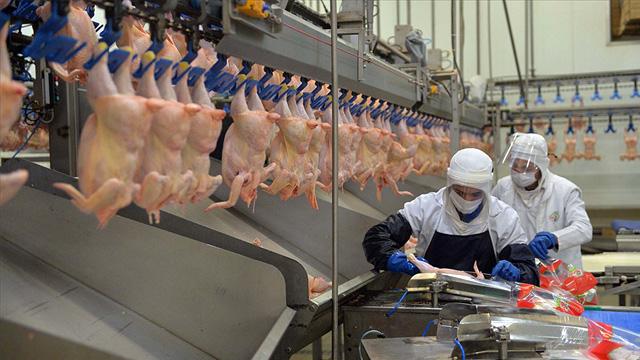 Tavuk eti üretimi nisanda 200 bin tona yaklaştı