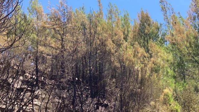 Mersin'de düşen yıldırım ormanlık alanda yangın çıkardı