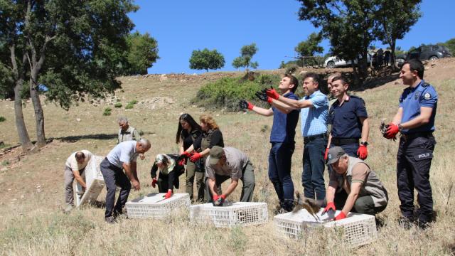 Amasya'da bin kınalı keklik doğaya bırakıldı
