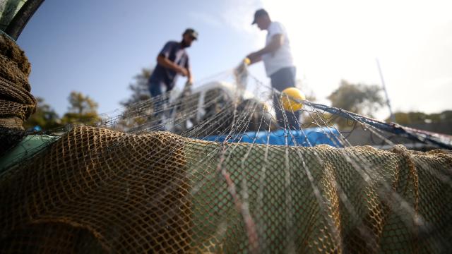Balık avcılığında yeni dönem: Karekodlu marka zorunluluğu geliyor