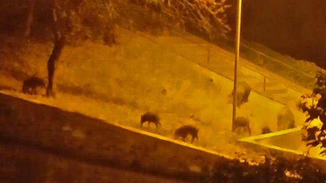 Aç kalan domuz sürüsü şehir merkezine indi