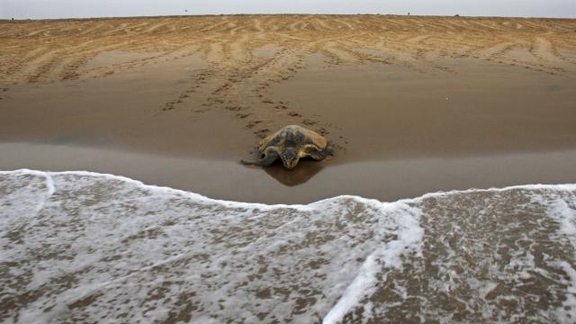 Japon adasında onlarca deniz kaplumbağası bıçaklanmış halde bulundu