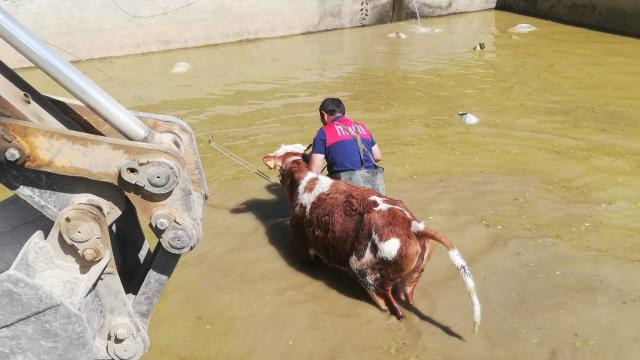 Erzincan'da sulama havuzuna düşen büyükbaş hayvan kurtarıldı