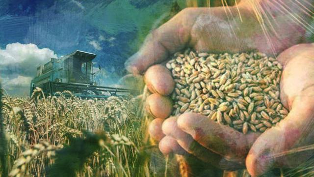 ABD, tahıl sevkiyatı için B planı arayışında