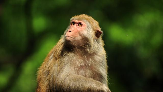 Japonya maymun saldırılarına karşı alarma geçti