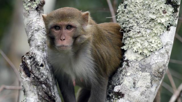 Japonya'da yabani maymun saldırılarına karşı önlem alınacak