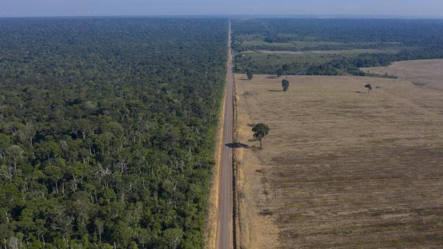 2022'nin ilk yarısında Amazon ormanlarında rekor kayıp görüldü