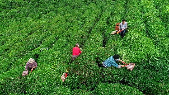 Rize'den yılın ilk 6 ayında 4,7 milyon dolarlık çay ihraç edildi