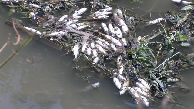 Alibeyköy Deresi'ndeki balık ölümleri endişeye yol açtı