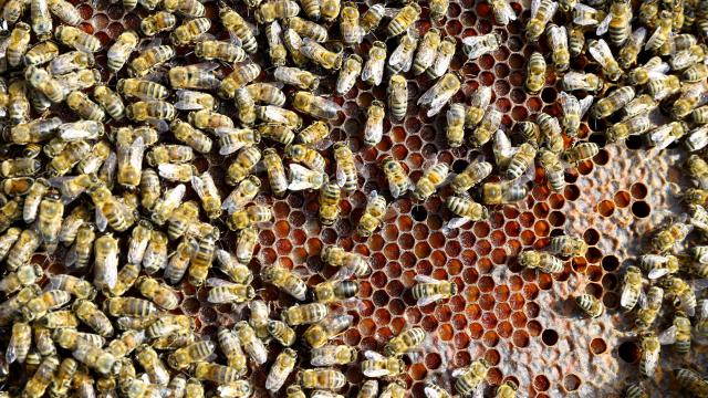 Kırklareli'nde 71 kovan arı telef oldu