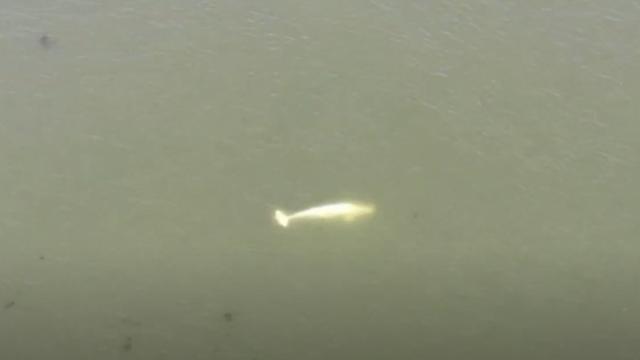 Nehirde mahsur kalan beyaz balina kurtarıldı