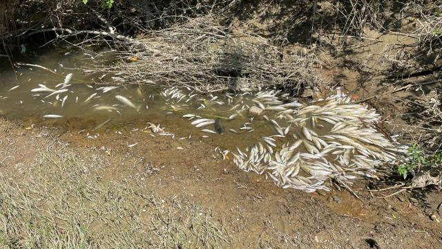 Bartın Irmağı'ndaki balık ölümlerine bakanlıktan inceleme