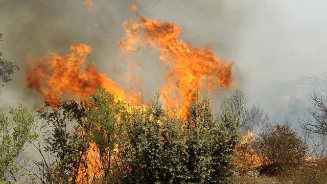 Cezayir orman yangınlarıyla mücadele ediyor