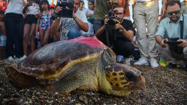 Tedavi edilen deniz kaplumbağası 1 ayda 485 kilometre yol katetti