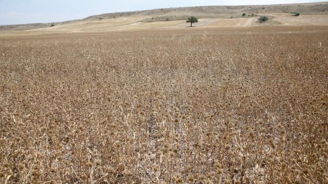 Eskişehir'de yağlı tohum bitkisi pelemir hasadı yapıldı