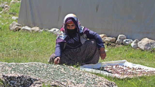 Erzincanlı göçerlerin yayla hayatı