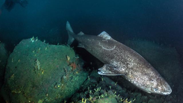 Kuzey Kutbu'na özgü köpek balığı 'ilk kez' Karayipler'de görüldü