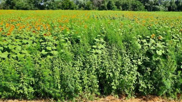 Kırklareli'nde ayçiçeği tarlalarında 517 bin 900 Hint keneviri ele geçirildi