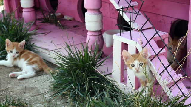 "Kedi Köyü" engelli, hamile ve yavru kedilerin yuvası oldu
