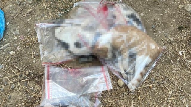 Manisa'da 15 kedi ile 1 köpek ölü bulundu