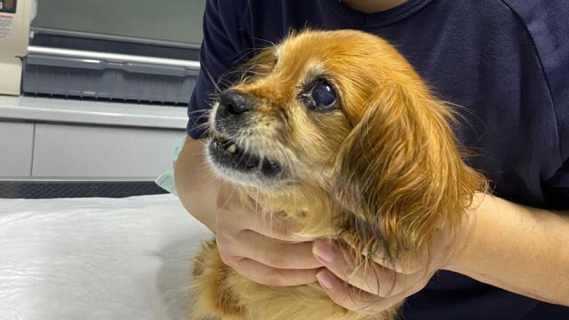 Rahminde iltihap bulunan köpek ameliyatla sağlığına kavuştu