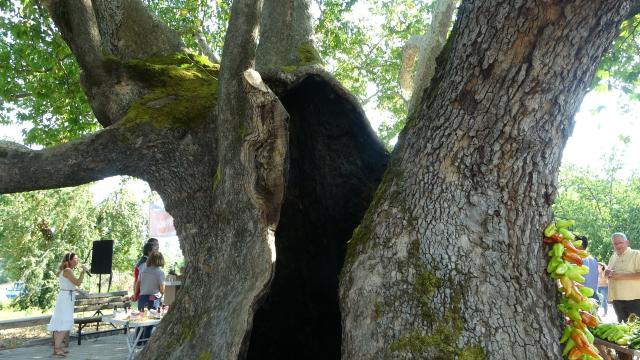 Muğla'da 842 yaşındaki ağaç koruma altında