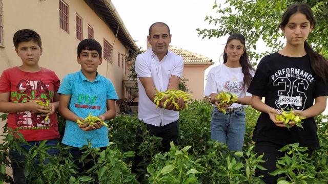Okul bahçesinde yetiştirilen sebzeler ihtiyaç sahiplerine dağıtılıyor