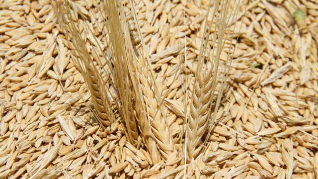 Nijerya'ya buğday için 134 milyon dolar kredi