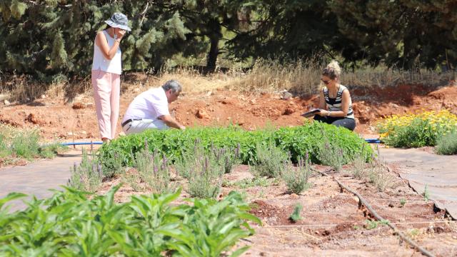 Gaziantep'te 30 yeni tıbbi ve baharat bitkisi yetiştirmek için denemeler başladı