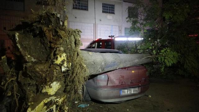 Bursa'da lodos: Ağaç araçların üstüne devrildi