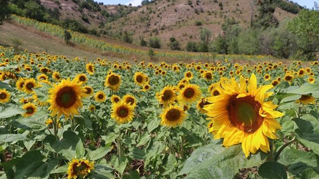 Burdur'da su basan hububat tarlalarına ekilen ayçiçeğiyle çiftçinin yüzü gülecek