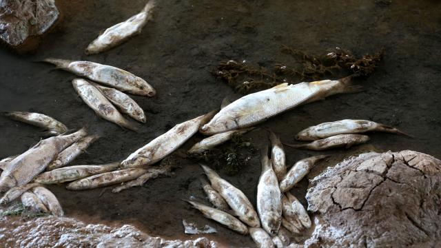 Bingöl'de balık ölümleri iddiası üzerine inceleme başlatıldı