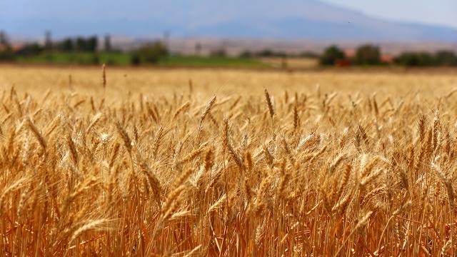 Rusya Afganistan'a buğday sevkiyatı için anlaştı