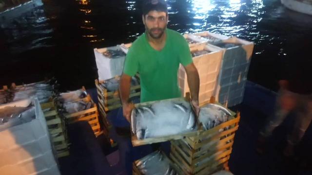 Düzce'de balıkçılar 250 ton palamut avladı