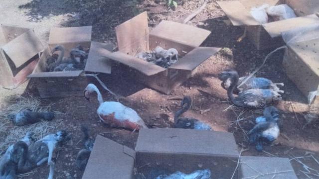 Tuz Gölü'nden yakaladığı flamingo yavrularını satmaya çalıştı
