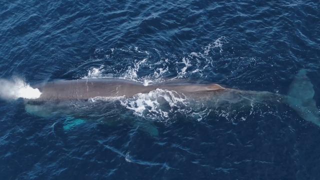 Avustralya sahilinde kaşalot balinaları karaya vurdu
