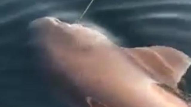 Çanakkale Boğazı'nda balıkçının oltasına köpek balığı takıldı