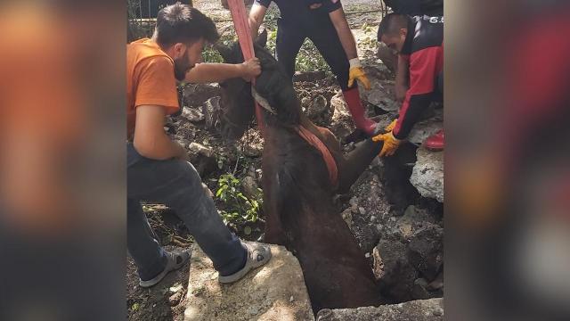 Bolu'da su kuyusuna düşen at kurtarıldı