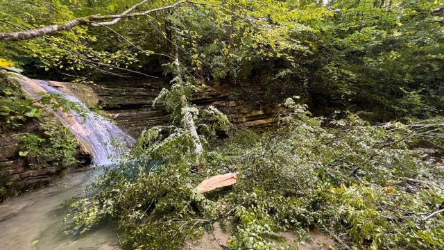 Sinop'ta üzerlerine ağaç devrilen 2 kişi öldü, 1 kişi yaralandı