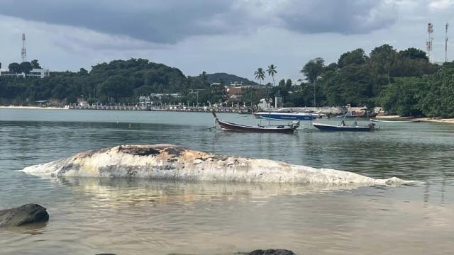 Tayland’da ölü balina kıyıya vurdu