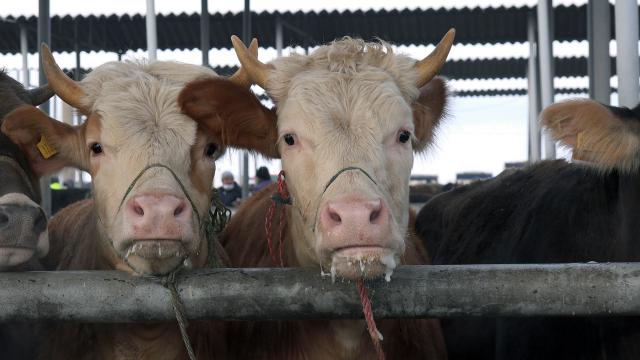 Niksar'da şap hastalığı nedeniyle hayvan pazarı kapatıldı
