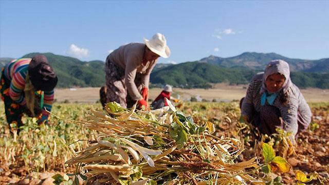 ÇKS'deki kadın çiftçi sayısı 290 bine yaklaştı